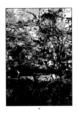 Shashin : página 9